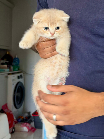 Full Pedigree TICA Kittens