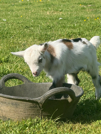 3 pygmy goat wethers