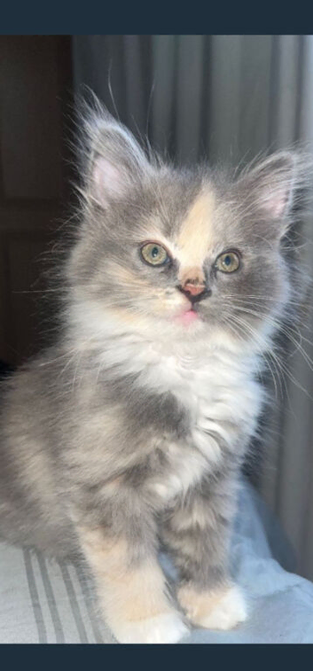 Baby ragdol 10 weeks old