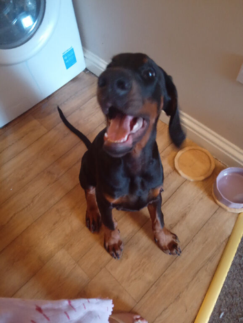 Male euro doberman grand son of colt de perlanera