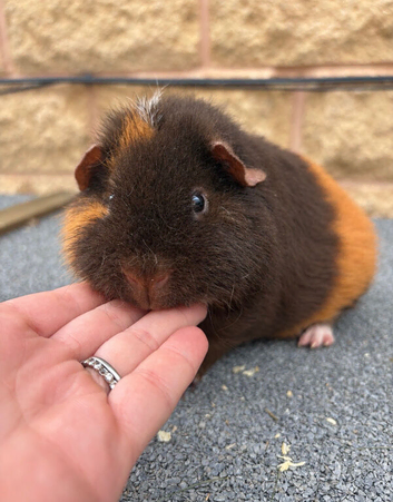 Teddy guinea pigs