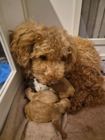 miniture cavapoos