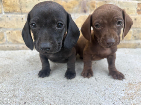 2 boy miniature dachshund