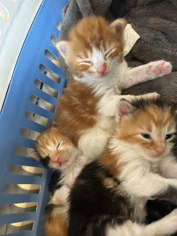 5 Long Hair Turkish Van Kittens
