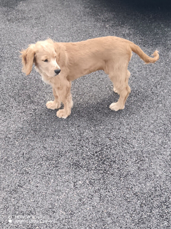 Selling puppies