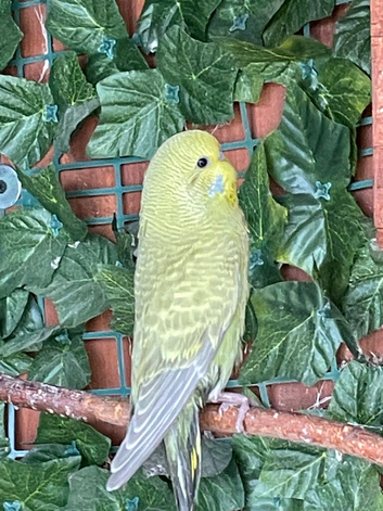 Baby budgies