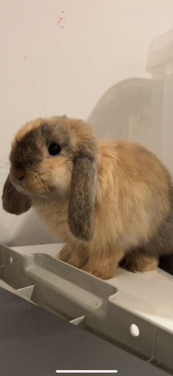 Baby mini lop bunny rabbit