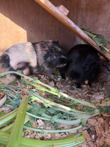 2 guinea pig boys