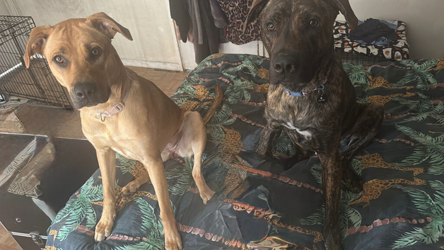 2 mix breed puppies for sale