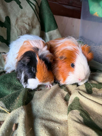 3 female sheltie guinea pigs
