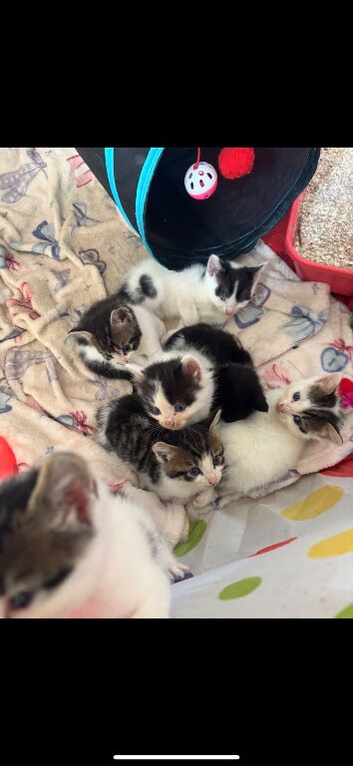 Beautiful kittens