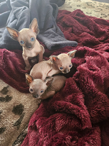 Adorable Kittens Looking for Loving Homes