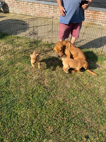 Red Labrador puppies for sale