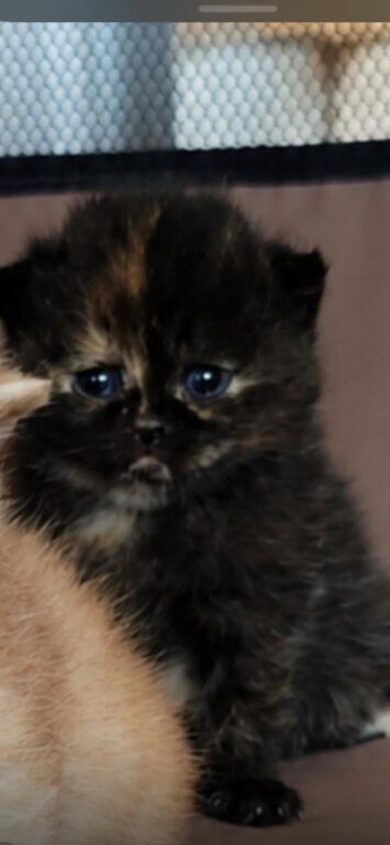 Black tortie male
