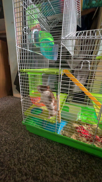 8 month Syrian hamster