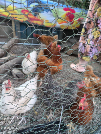 9 x hybrid laying hens
