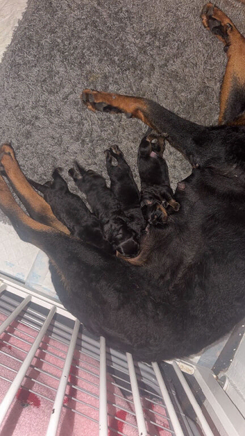 4 chunky puppies