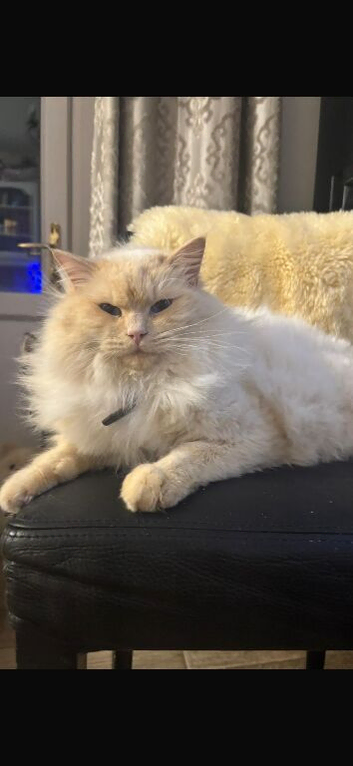 Ragdoll boy for rehoming