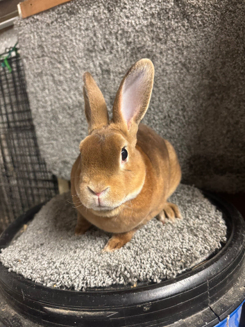 Mini Rex buck