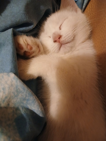 3 white kittens for sale