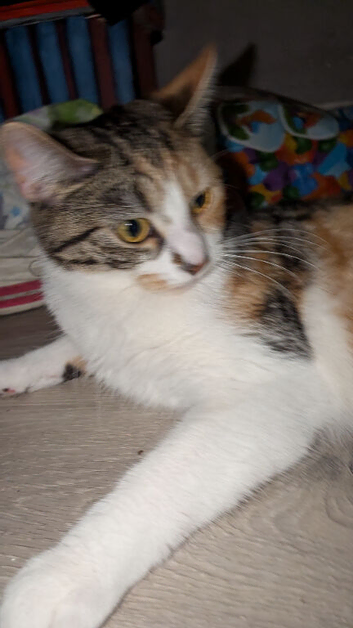 Calico Kitten pumpkin