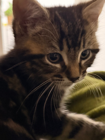 Male brown tabby and white Domestic Shorthair kitten