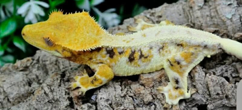 High white lilly male