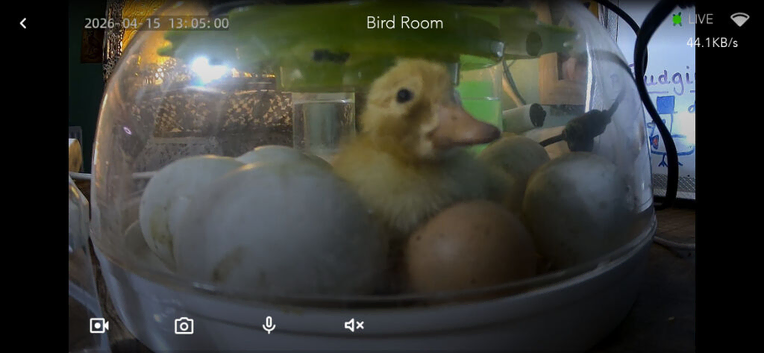 Cherry Valley Ducklings