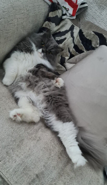 Missing Cat
