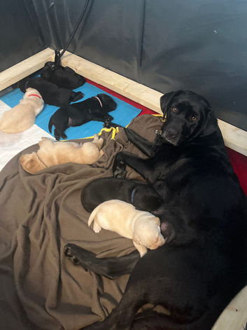 FIVE PUPPIES LEFT