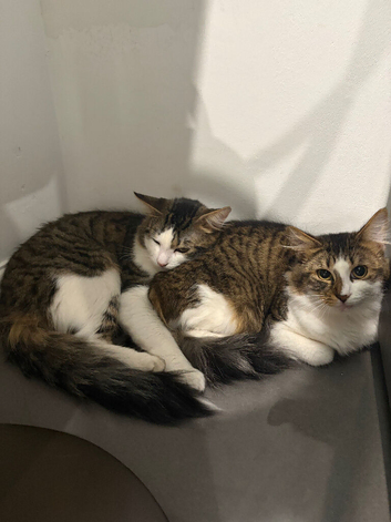 2 boys 1 year old