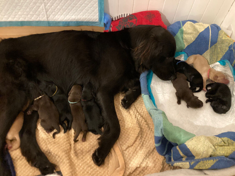 Flat coated x Golden retriever pups