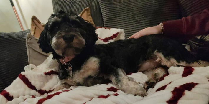 Professional Dog Walker, Sitter and Pet Groomer