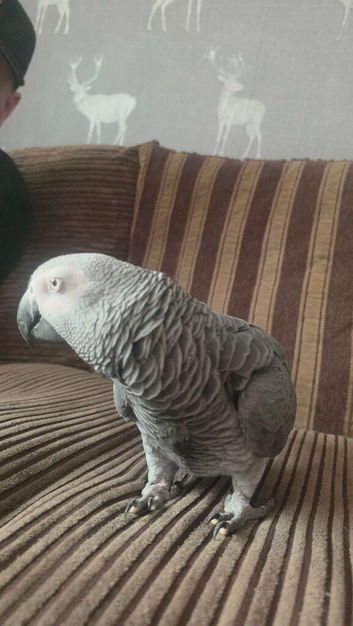 African grey