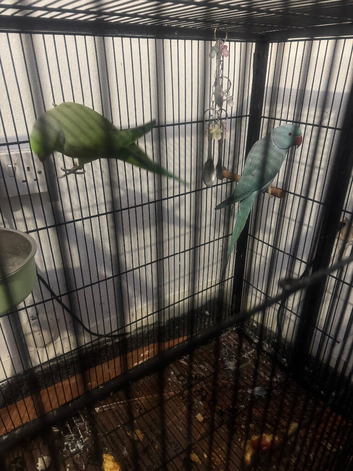 Green and Blue ring neck parrot for sale