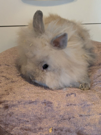 Baby lionhead bunnies