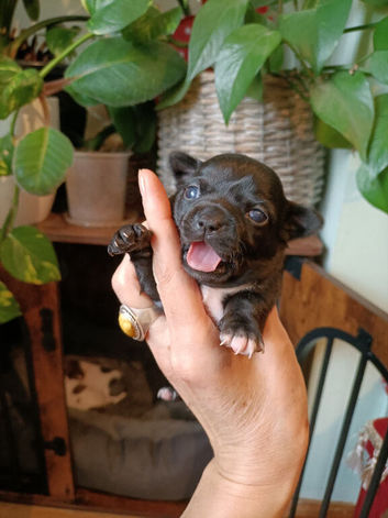 KC Chihuahua puppys