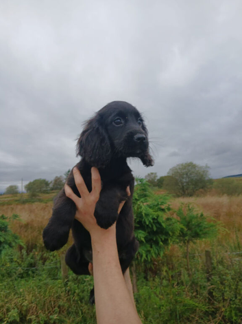 Black Cocker spaniel puppies kc reg parents.