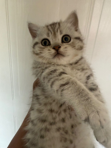British shorthair kittens