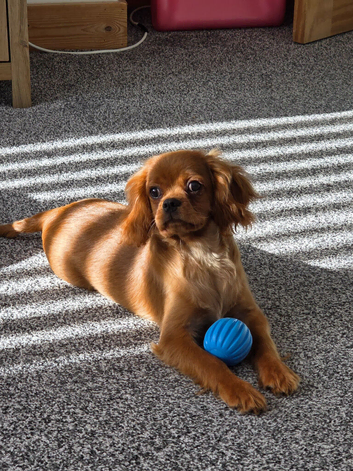 Male Cavalier for rehoming
