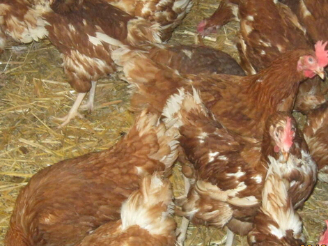 Rescued Chickens / Egg laying Hens &pound;6 each 5 for &pound;25