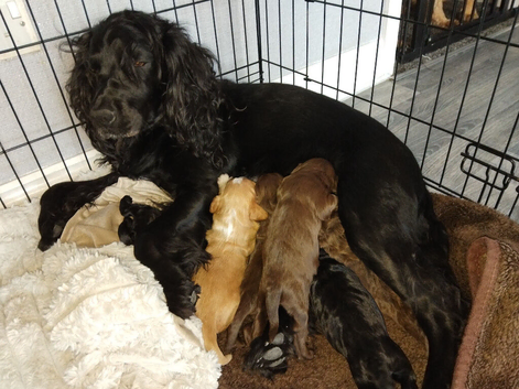 Stunning little working cocker spaniel boy