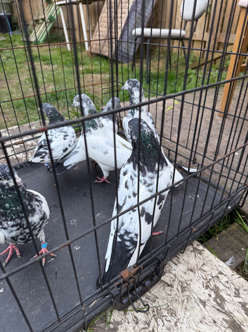 Pakistani high flyers pigeons 3 pairs