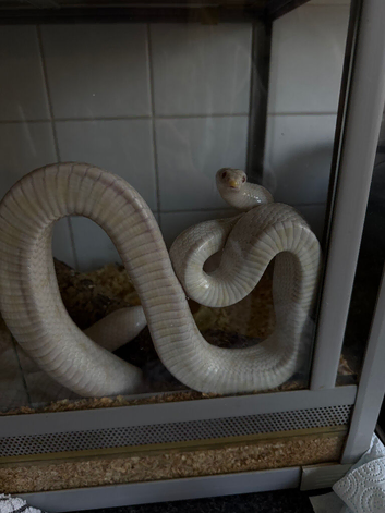Corn snake