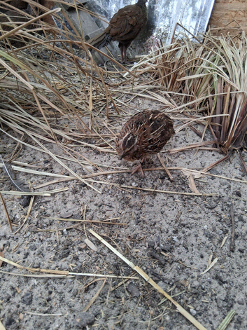 Male quails