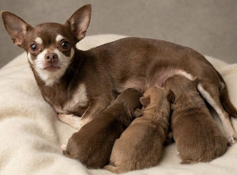 Tiny Chihuahua Puppies