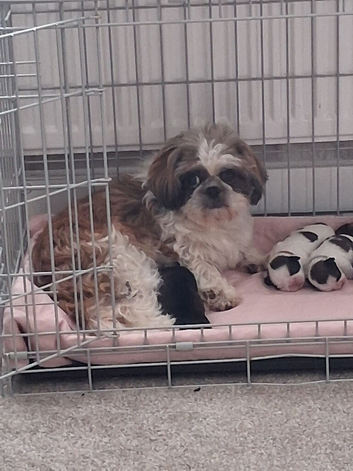 Kc registered shih tzu