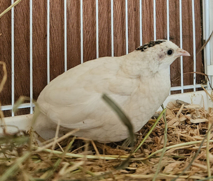 Beautiful white Chinese painted button quail Female