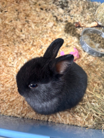 Dwarf rabbit