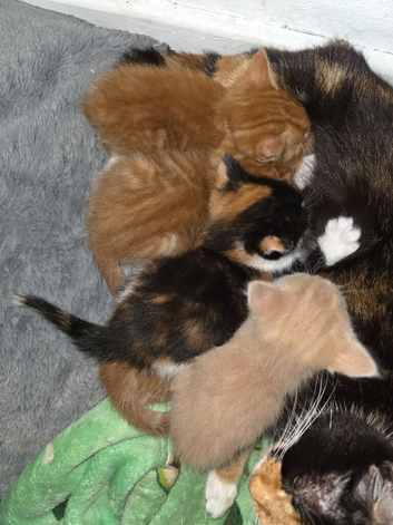 5 kittens